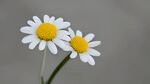 小雏菊