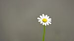 小雏菊