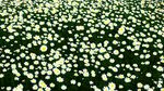 小雏菊花海