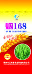小麦种子