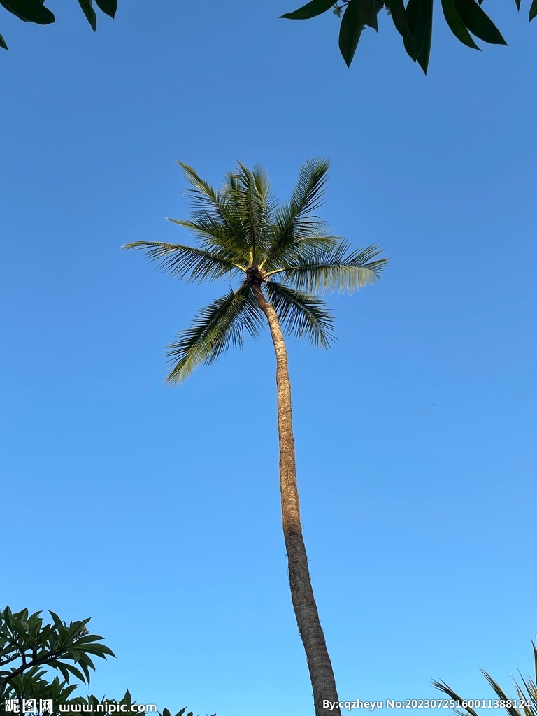棕榈树
