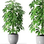 C4D模型 绿色植物 