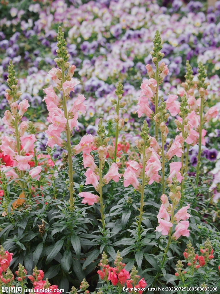 春季的花