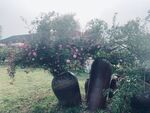 玫瑰花