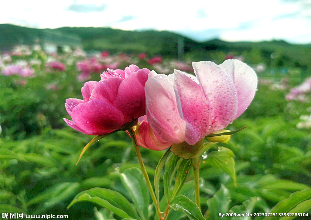 芍药花开
