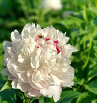 芍药花开