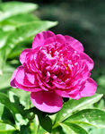 芍药花开