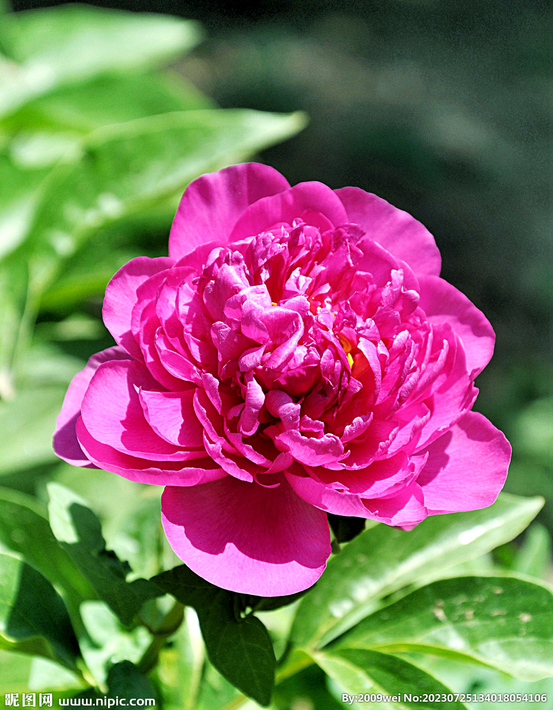 芍药花开