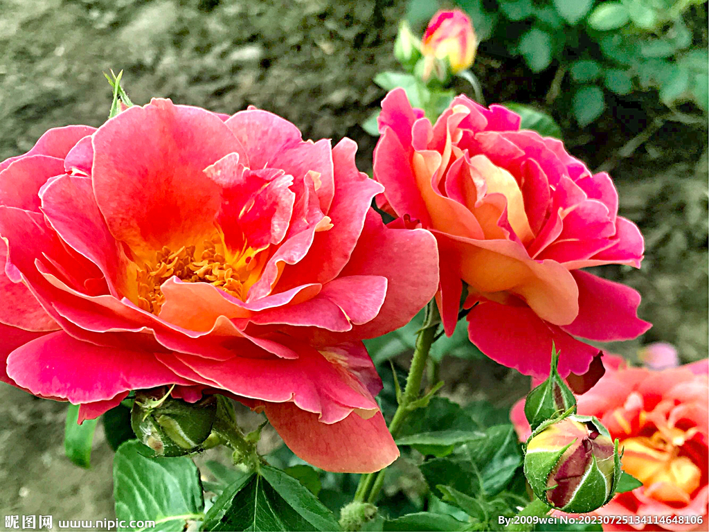 芍药花开