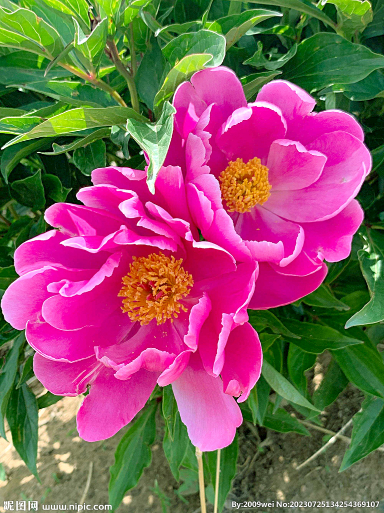 芍药花开