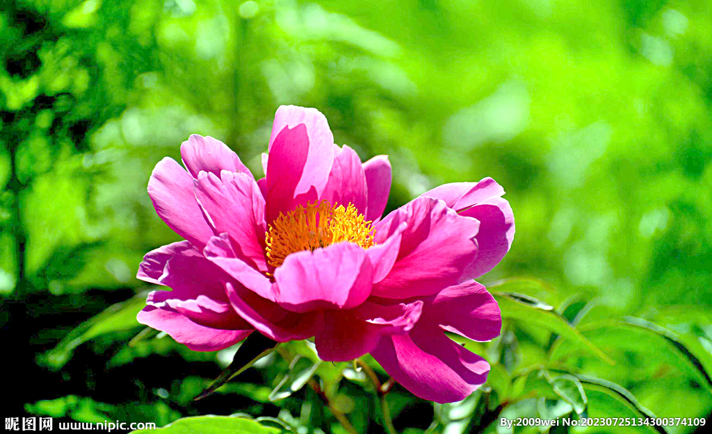 芍药花开