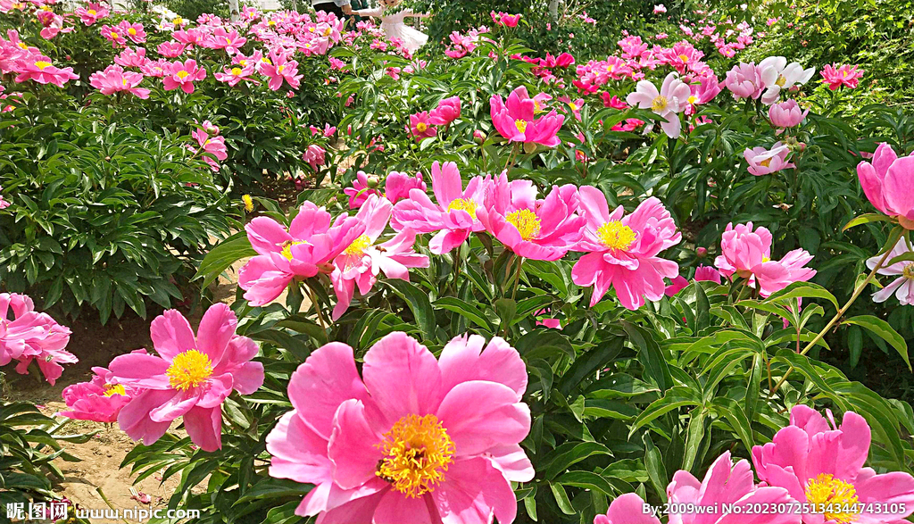 芍药花开