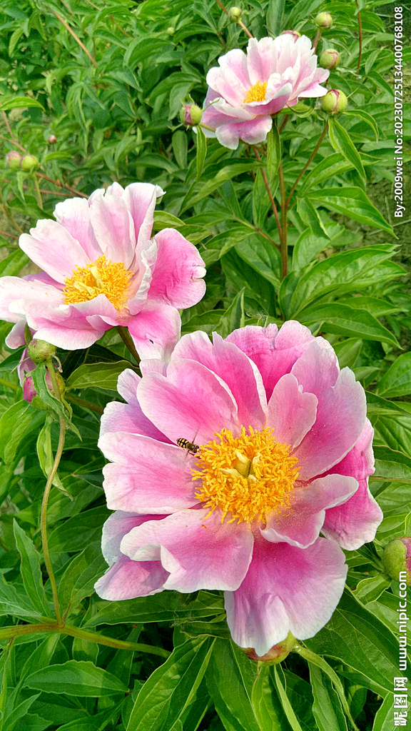 芍药花开
