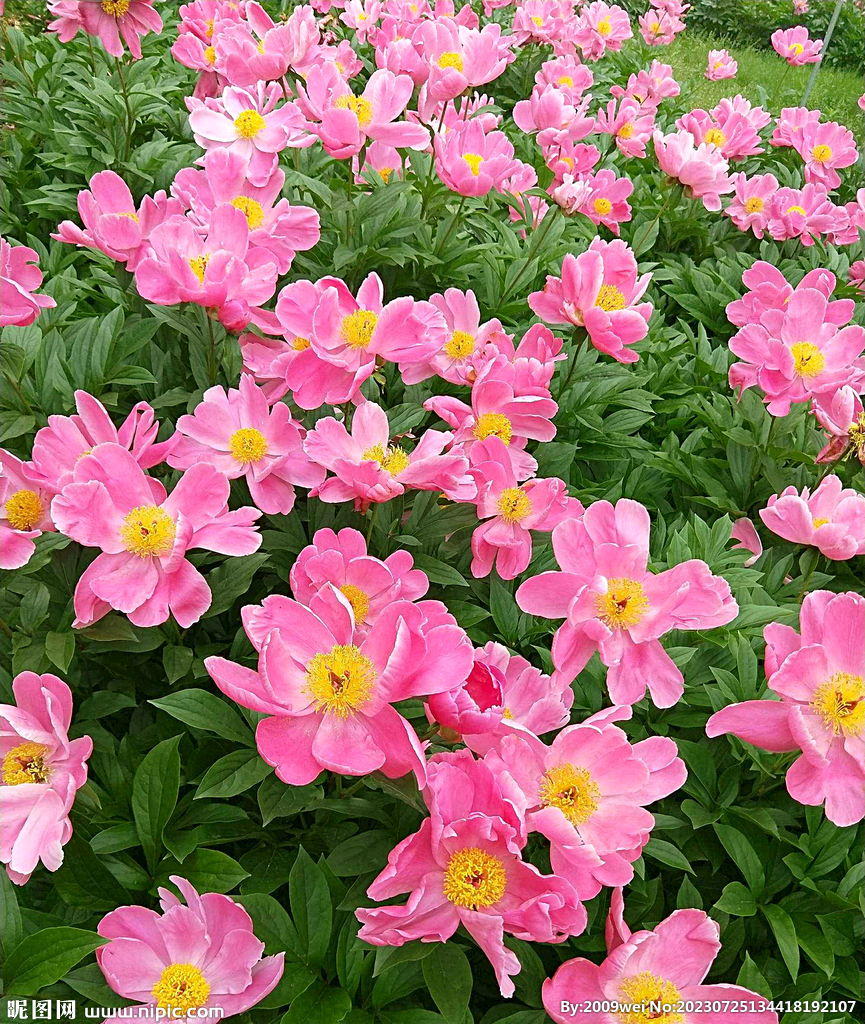 芍药花开