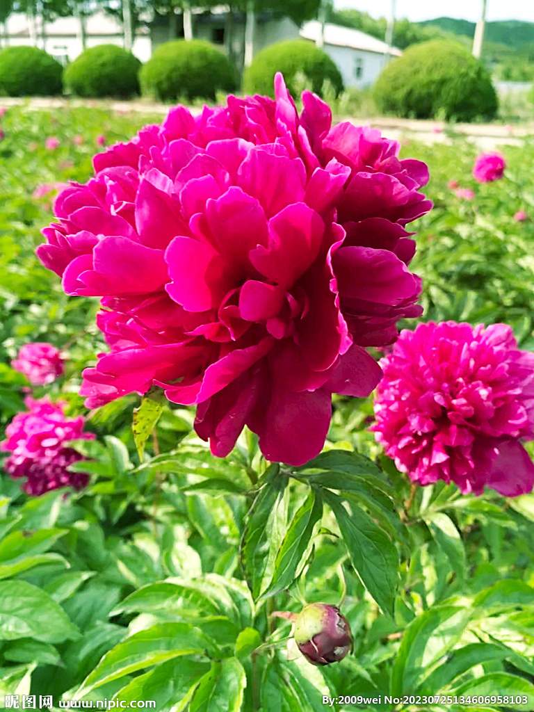芍药花开