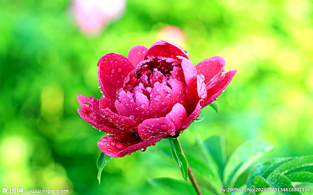 芍药花开