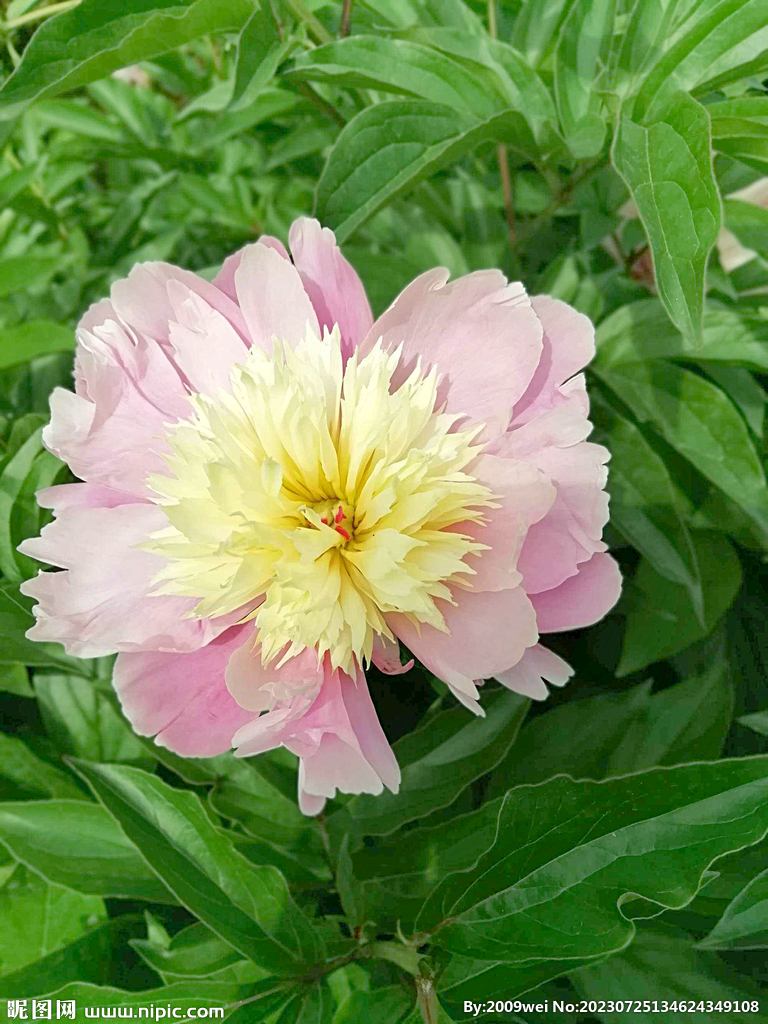 芍药花开
