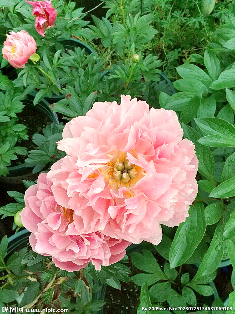 芍药花开