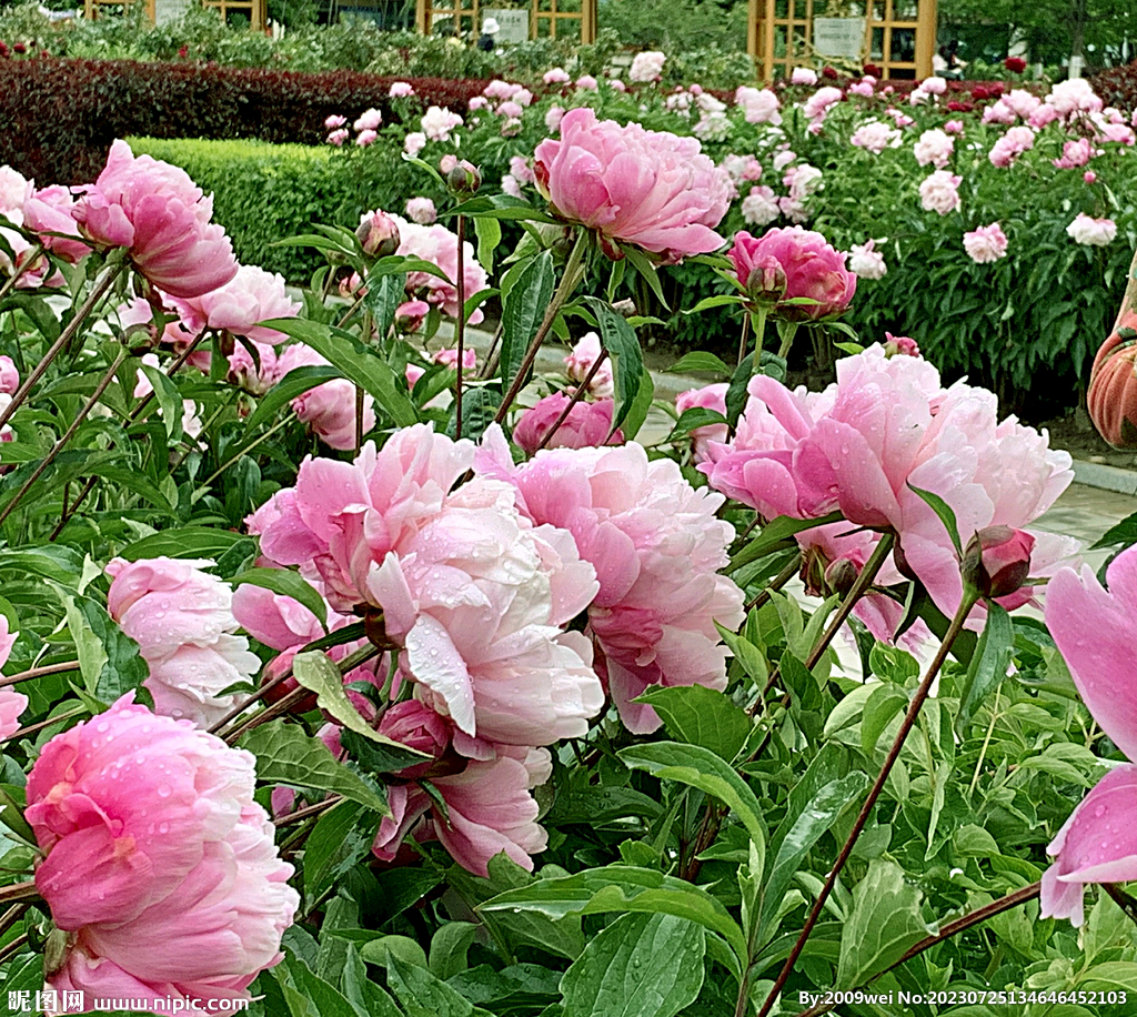 芍药花开