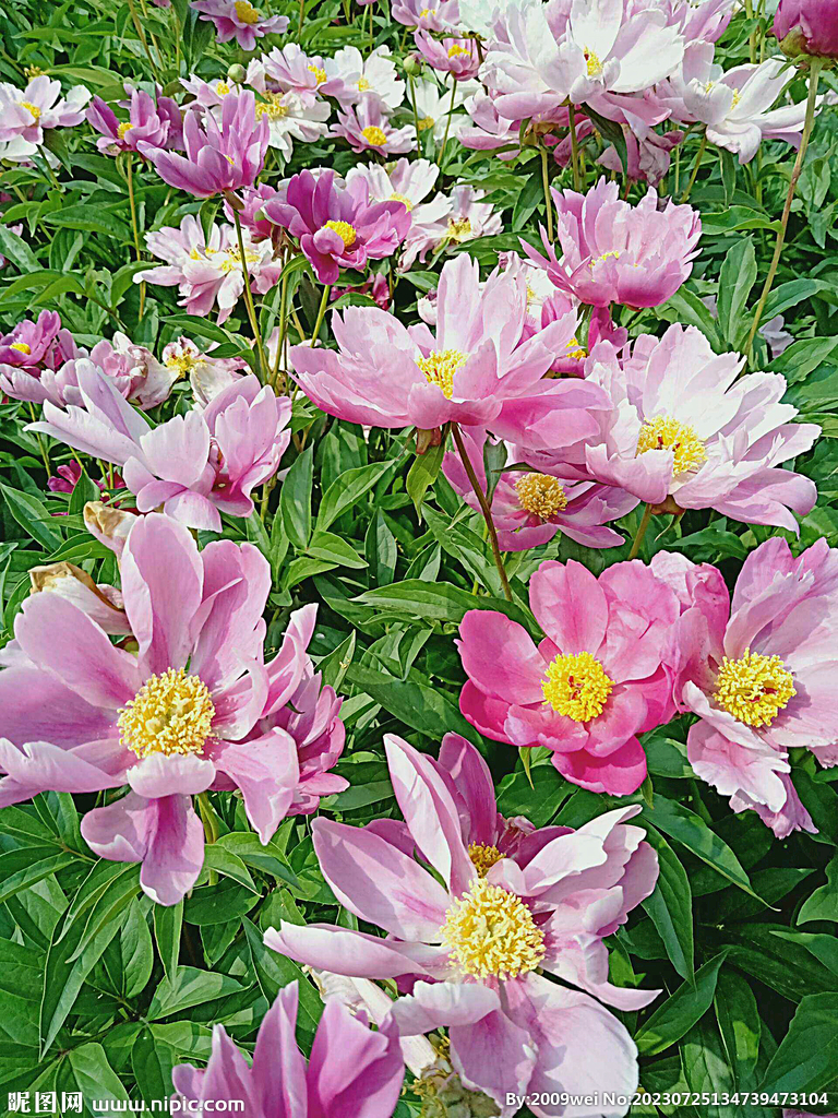 芍药花开