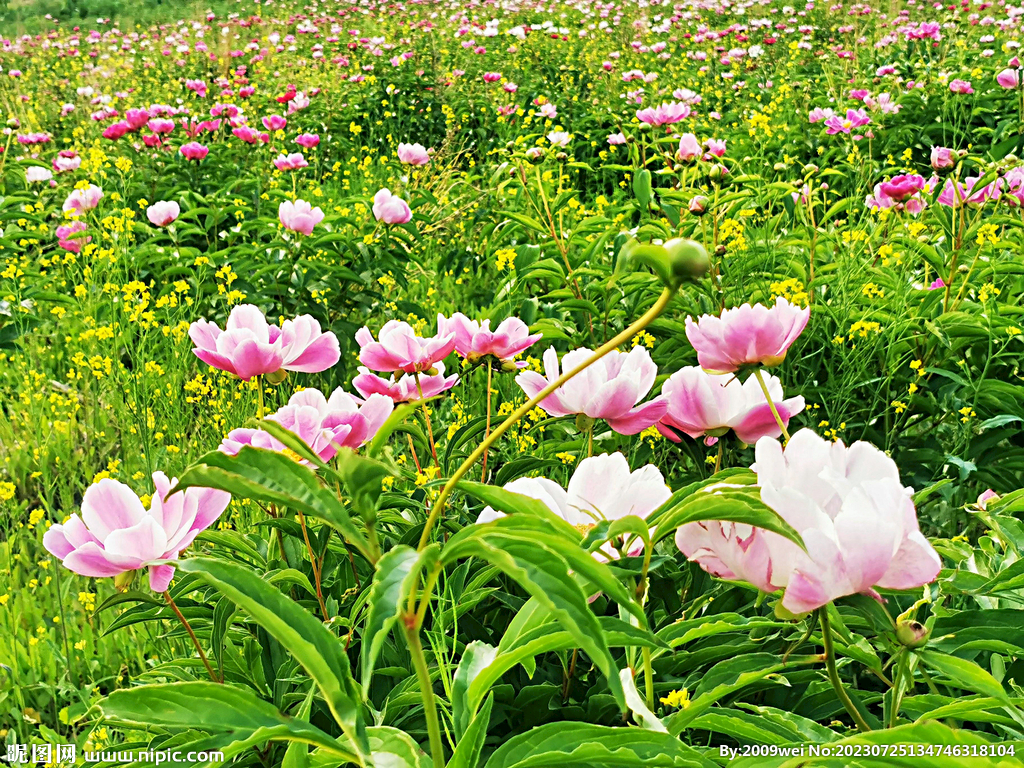 芍药花开