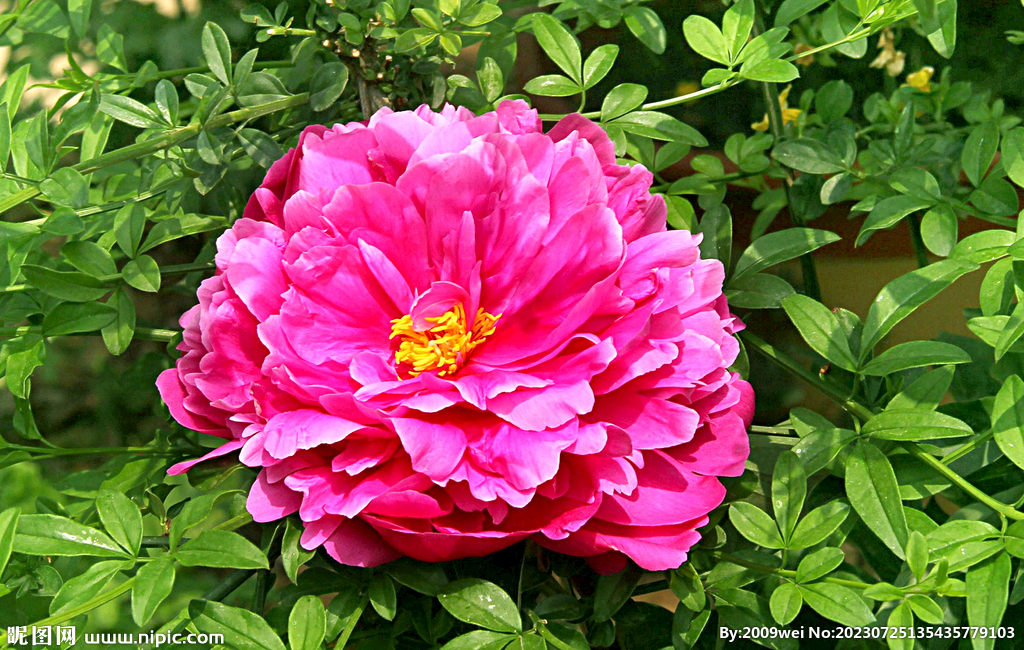 芍药花开