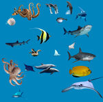 免抠海洋生物