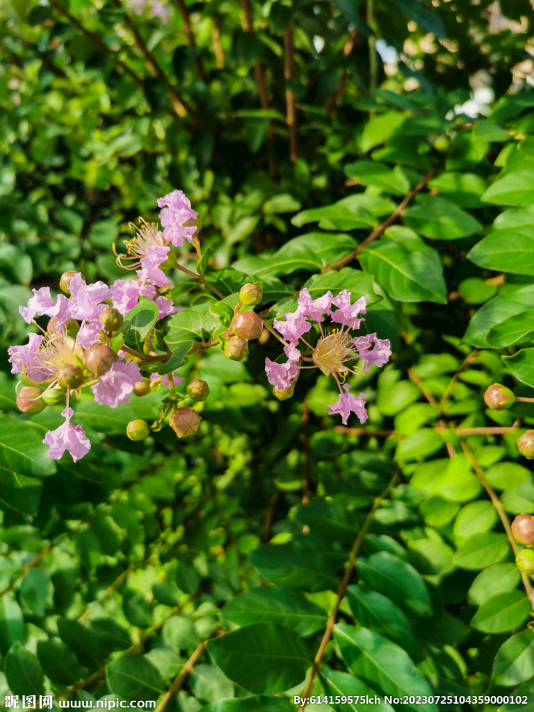 紫薇花