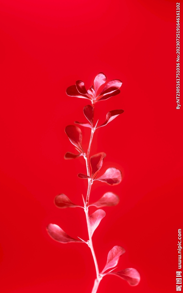 生长的花草