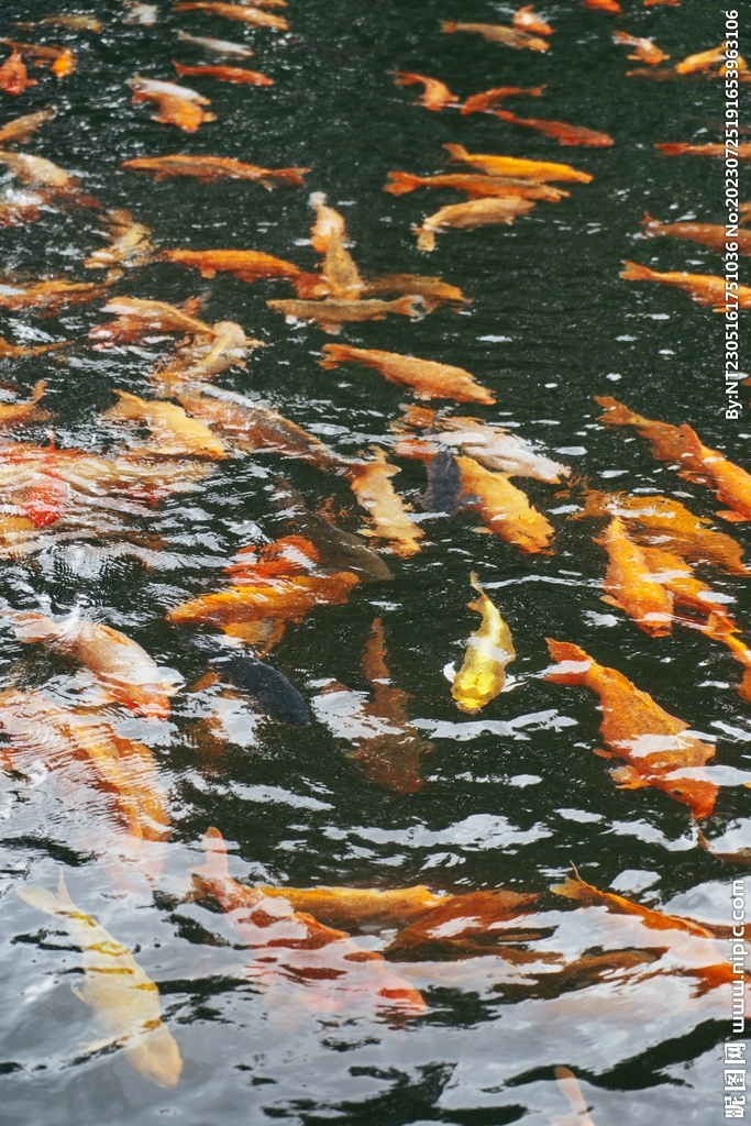 锦鲤