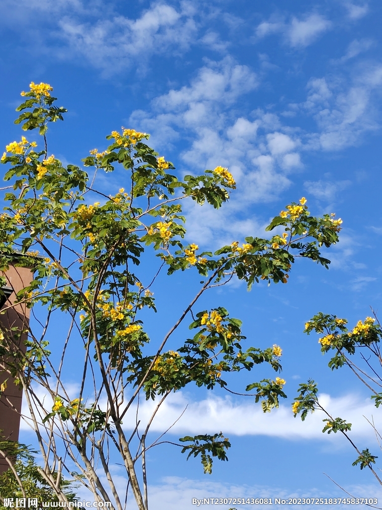 小黄花