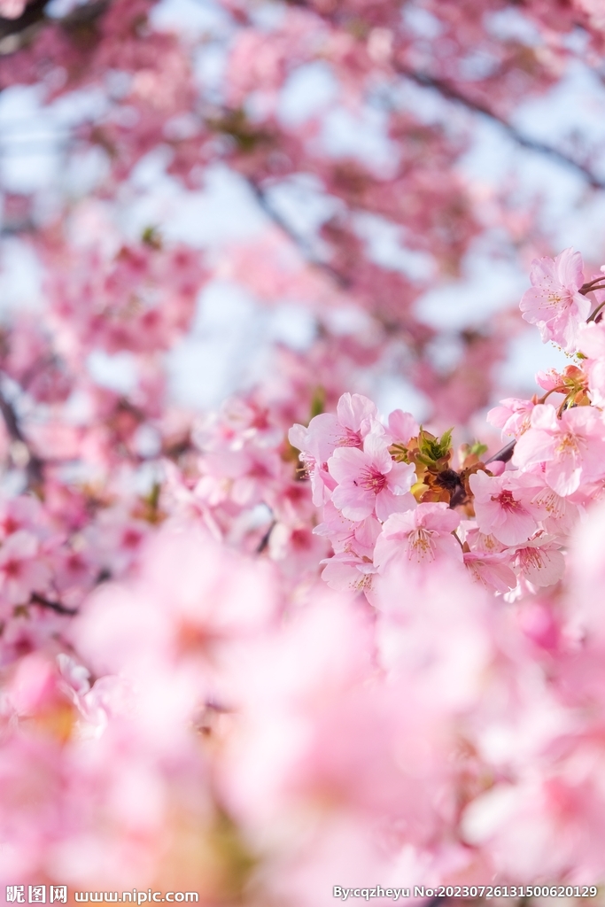 樱花