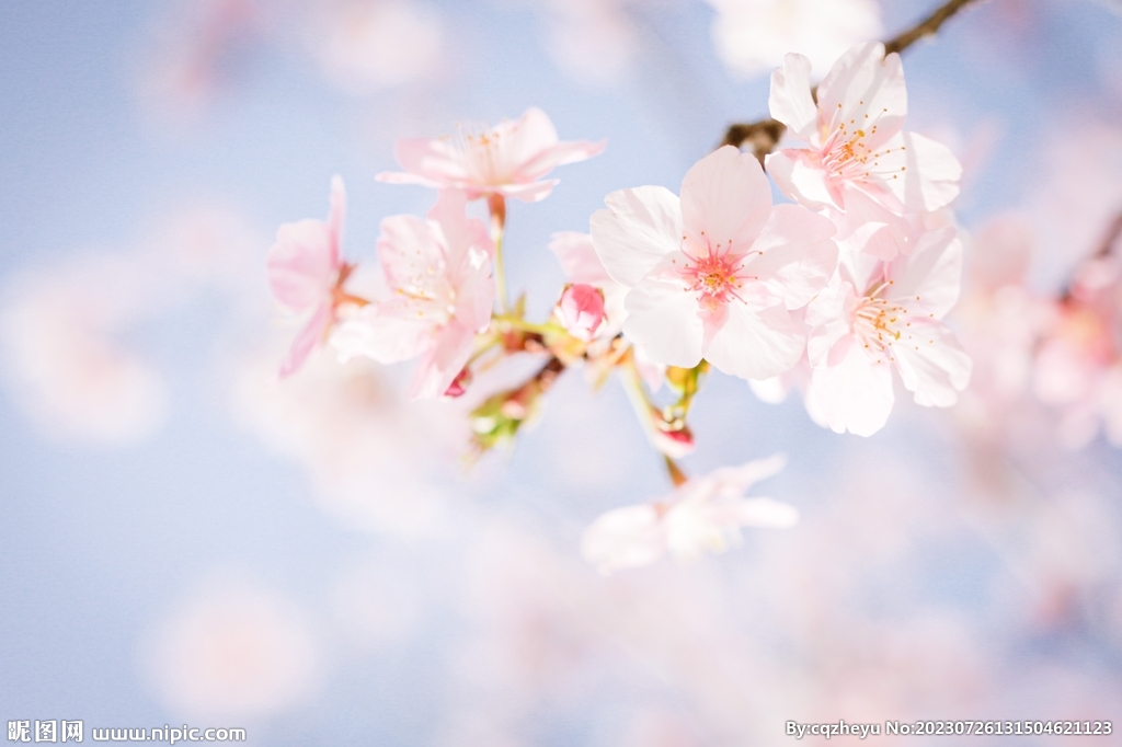樱花