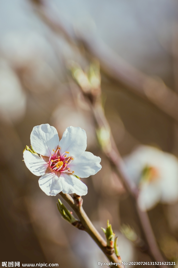 樱花