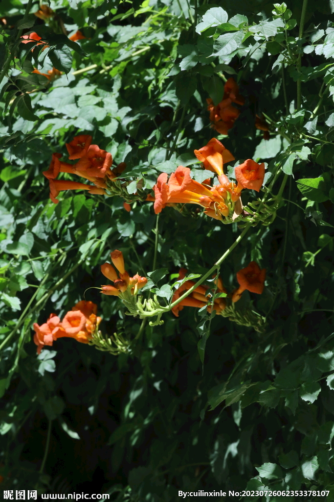 凌霄花
