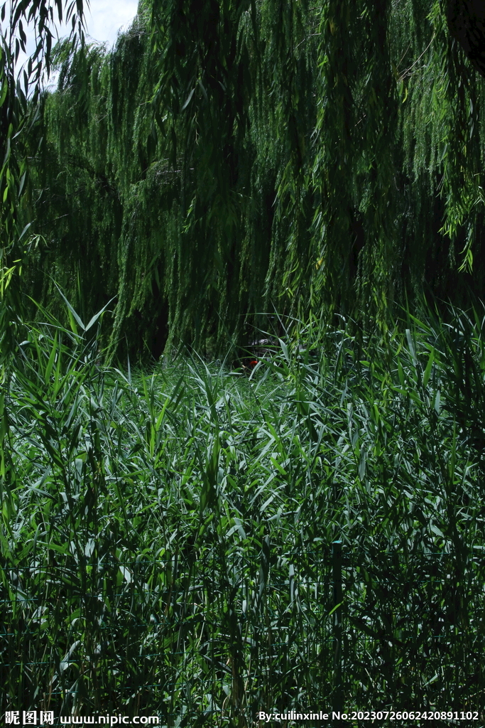 公园风景