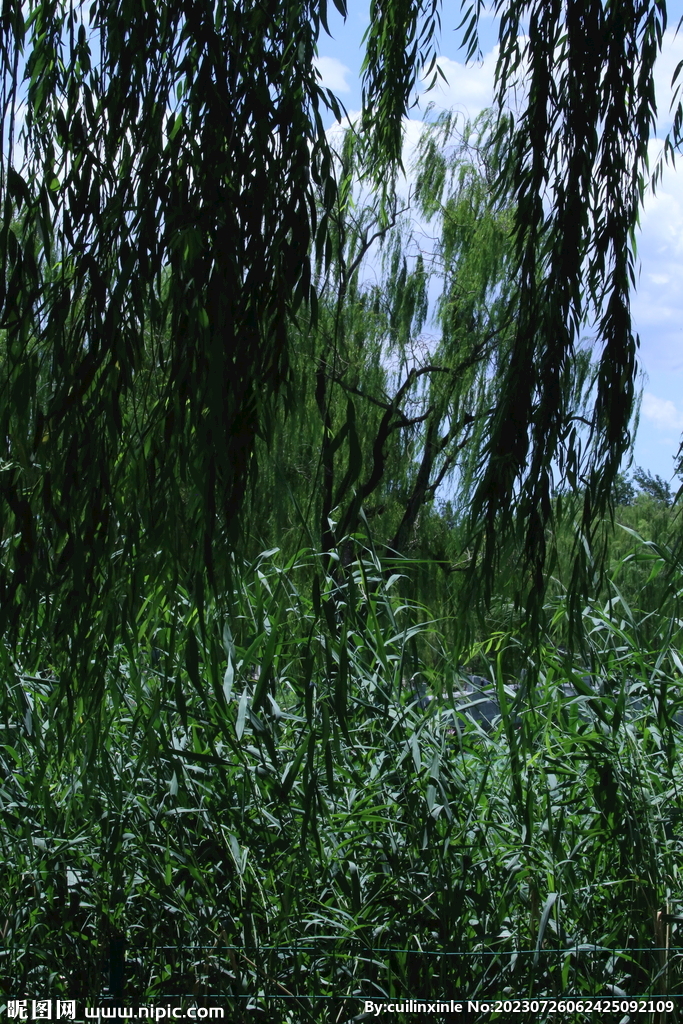 公园风景