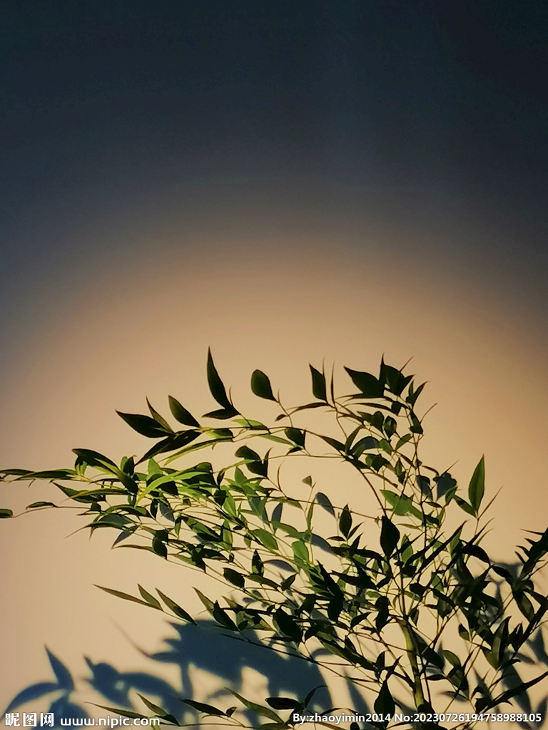 水培植物