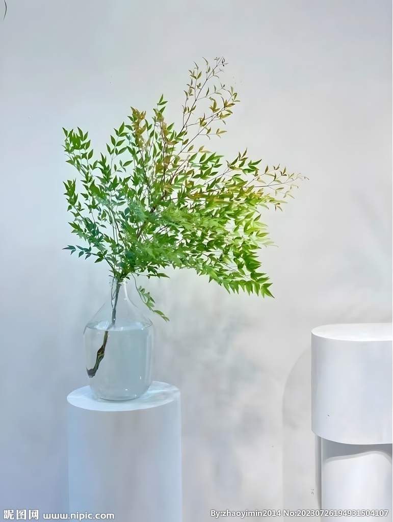 水培植物