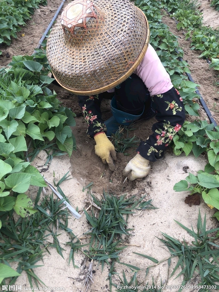 红薯栽培基地