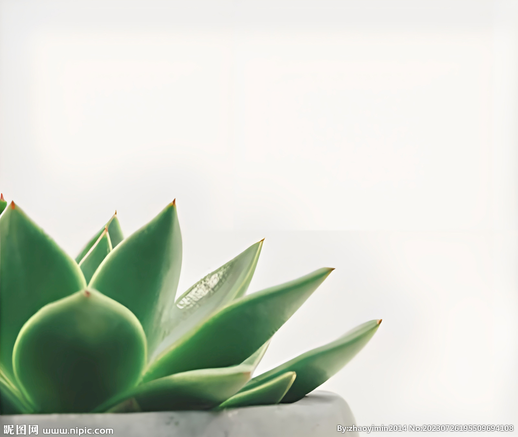 绿植盆栽