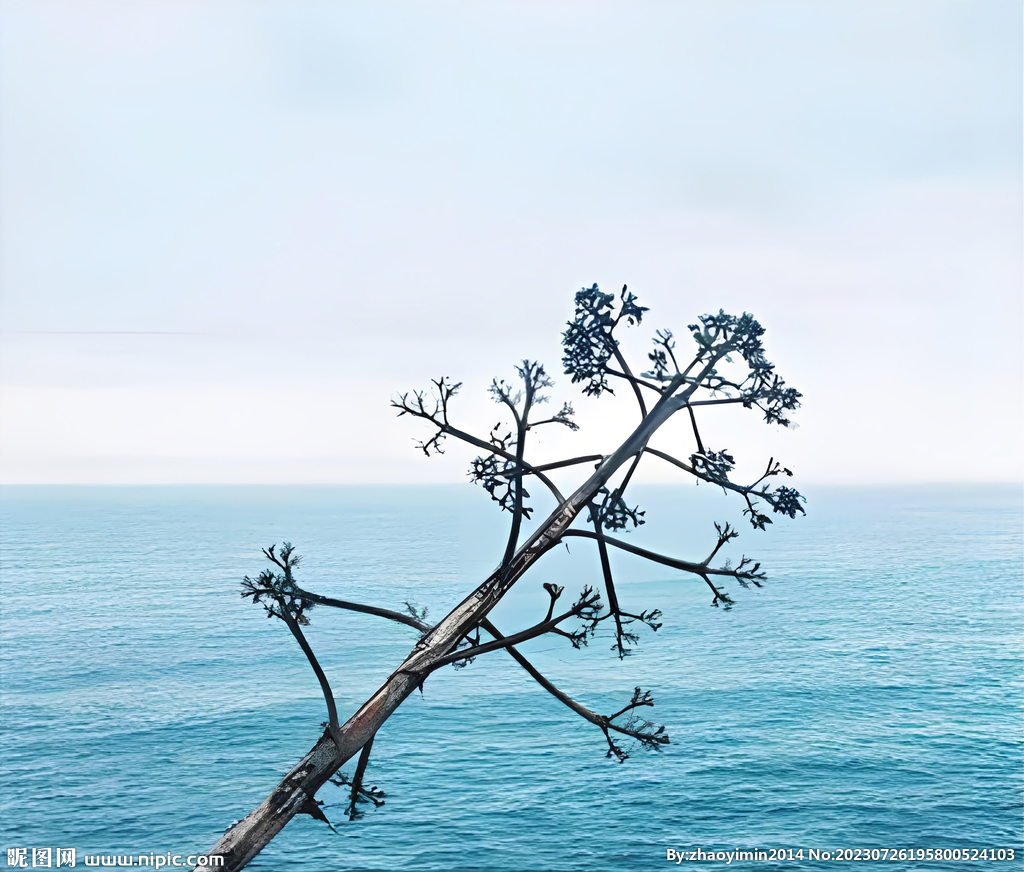 海边的枯树