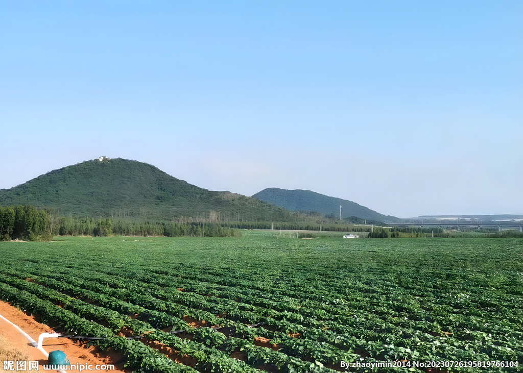 红薯栽培基地