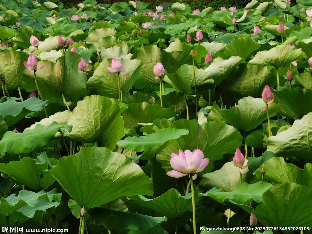 荷花 池塘  