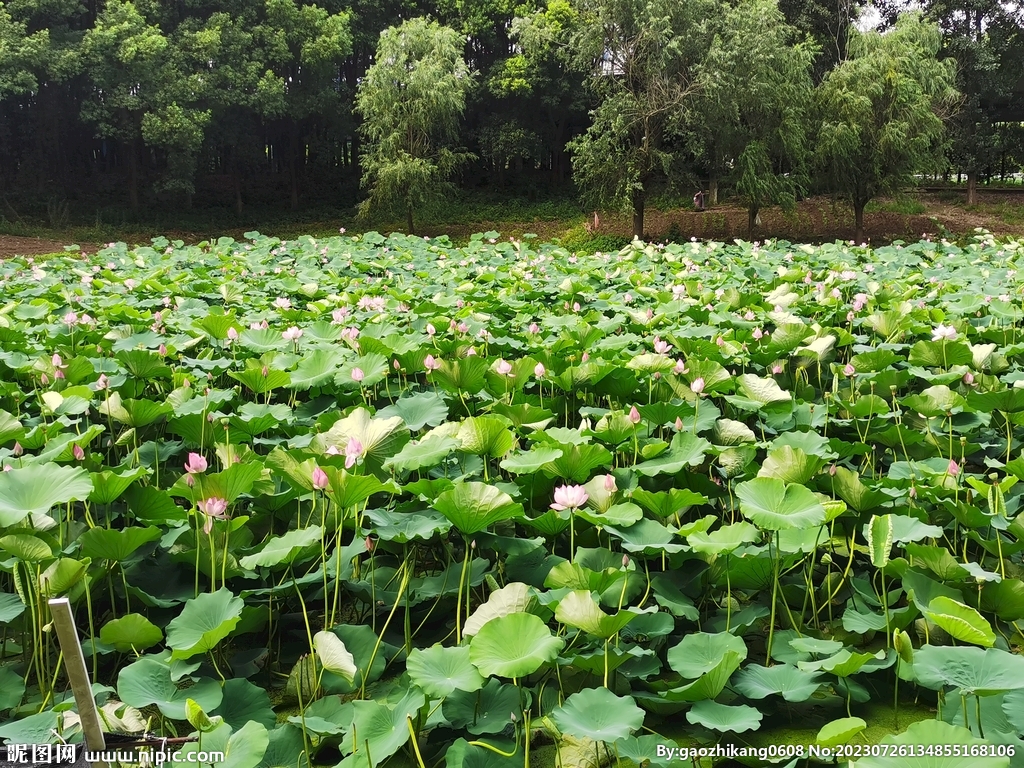 贵州安龙十里荷花盛开迎客来|十里荷花|贵州|招堤_新浪新闻