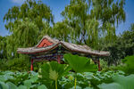荷花池塘