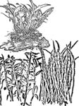 石斛白描