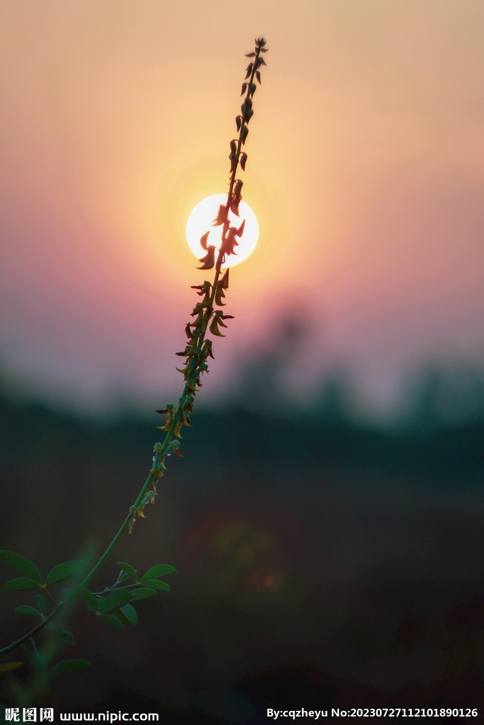 野草