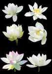  莲花 
