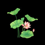 荷花